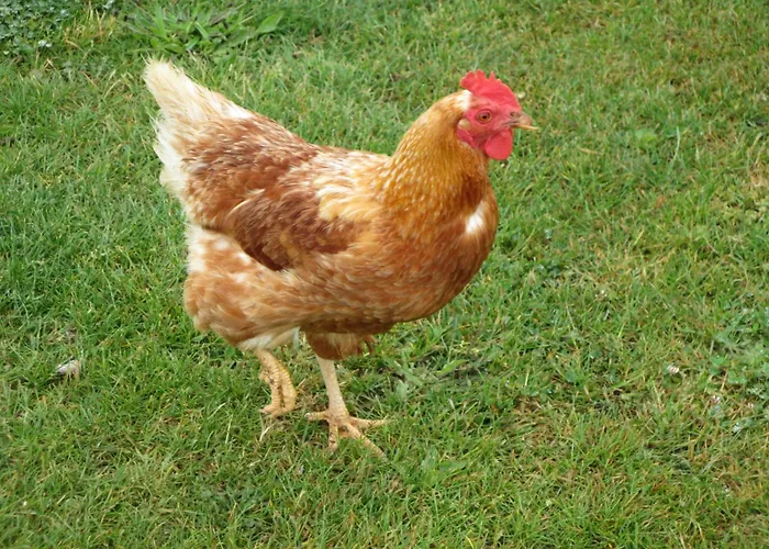 Gite Paimpol Le Poullou
